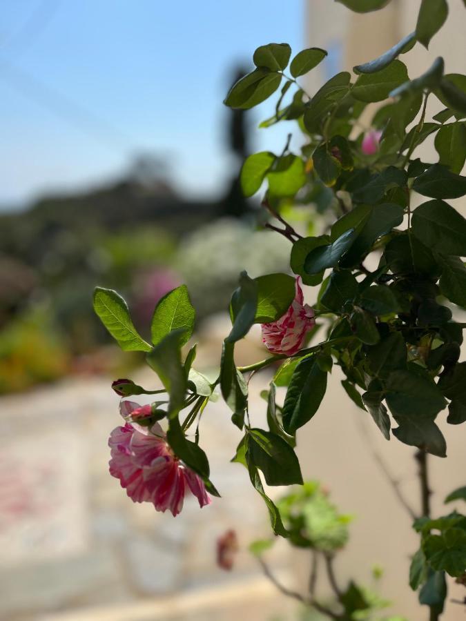 Walnut Tree Farm * Agia Anastasia